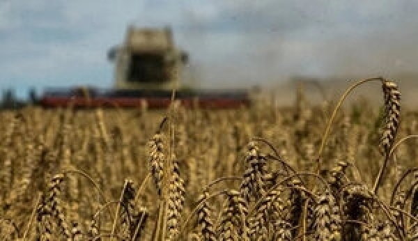Найбільшими покупцями української аграрної продукції стали Румунія, Китай і Туреччина